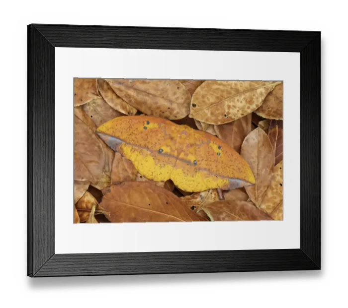 Framed Print : Saturniid moth (Eacles ormondei), female camouflaged in leaf litter. Izabal, Guatemala Framed Print : Saturniid moth (Eacles ormondei), female camouflaged in leaf litter. Izabal, Guatemala