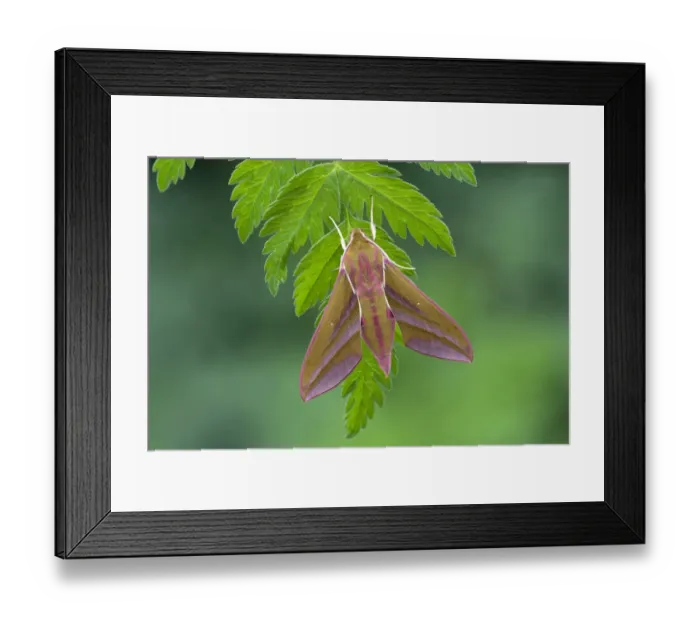 Framed Print : Elephant hawk-moth (Deilephila elpenor). Released from captivity, larvae collected previous year Framed Print : Elephant hawk-moth (Deilephila elpenor). Released from captivity, larvae collected previous year