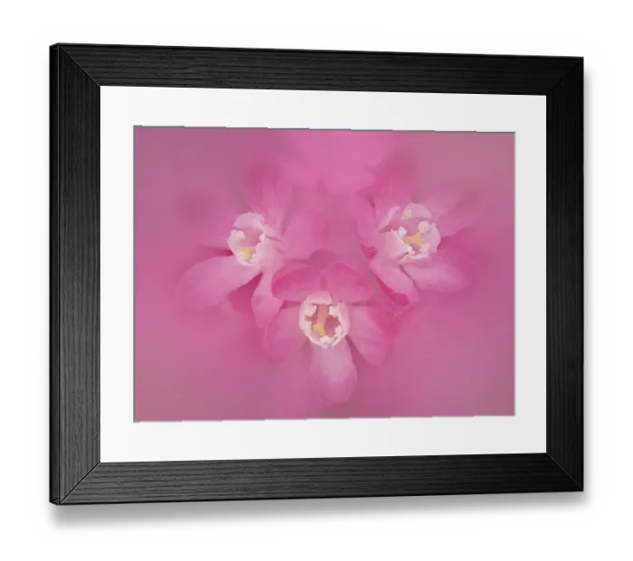 Framed Print : Flowering currant (Ribes sanguineum), close up of pink flowers. Banbridge, County Down Framed Print : Flowering currant (Ribes sanguineum), close up of pink flowers. Banbridge, County Down