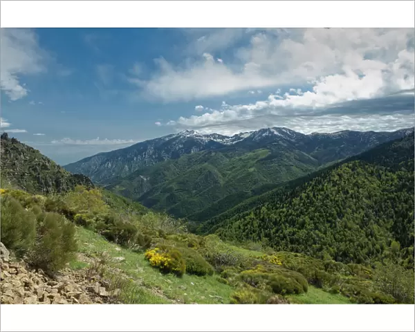 Forested mountains at Col de Mantet. Pyrenees Orientales, south west France. May 2018