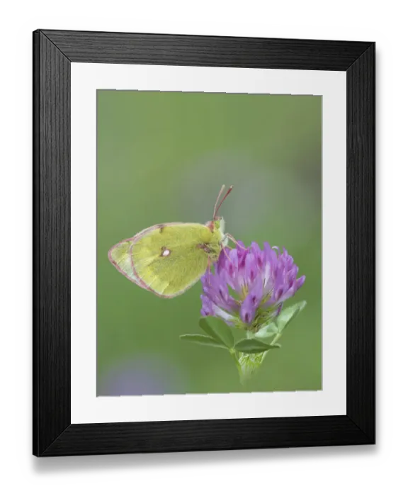 Framed Print : Mountain clouded butterfly (Colias phicomone) on clover flower, Stelvo Pass, Alps, Italy, June Framed Print : Mountain clouded butterfly (Colias phicomone) on clover flower, Stelvo Pass, Alps, Italy, June