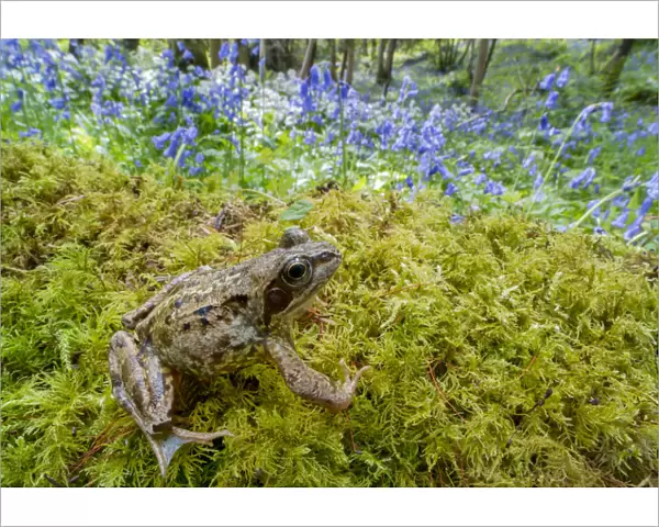 European common frog (Rana temporaria) with Bluebells (Hyacinthoides non-scripta) Clare Glen