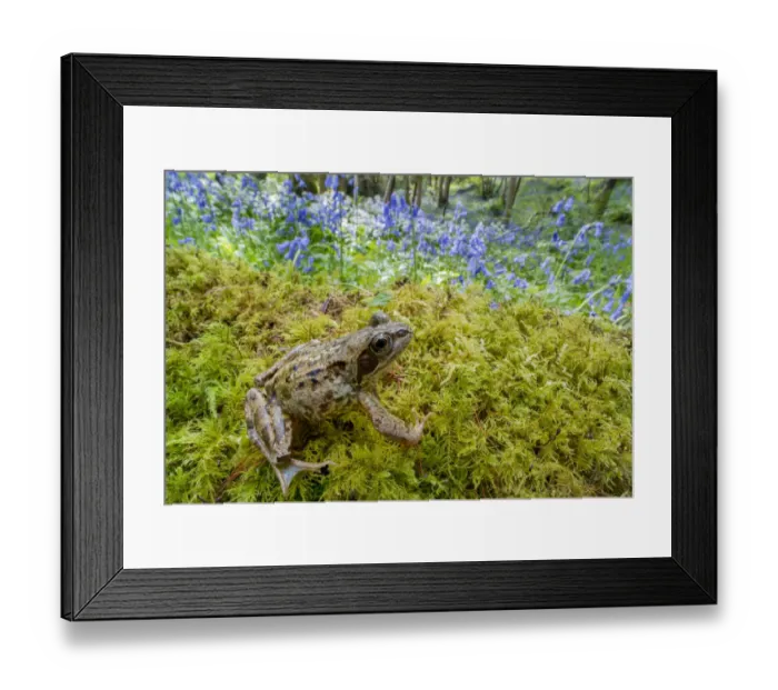 Framed Print : European common frog (Rana temporaria) with Bluebells (Hyacinthoides non-scripta) Clare Glen Framed Print : European common frog (Rana temporaria) with Bluebells (Hyacinthoides non-scripta) Clare Glen