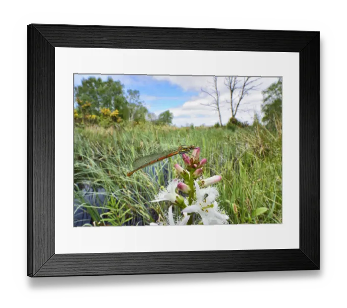 Framed Print : Large red damselfly (Pyrrhosoma nymphula) Brackagh Moss NNR, Portadown, Co. Armagh Framed Print : Large red damselfly (Pyrrhosoma nymphula) Brackagh Moss NNR, Portadown, Co. Armagh
