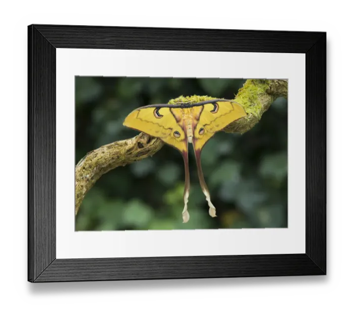 Framed Print : Sulawesi moon moth (Actias isis) female, occurs endemic to Sulawesi, Indonesia Framed Print : Sulawesi moon moth (Actias isis) female, occurs endemic to Sulawesi, Indonesia