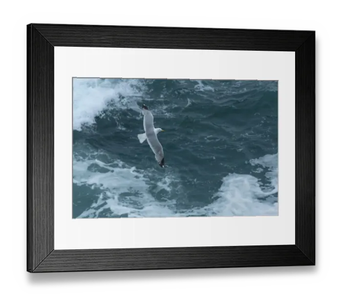 Framed Print : Herring gull (Larus argentatus) flying over sea. Great Saltee Island, Saltee Islands Framed Print : Herring gull (Larus argentatus) flying over sea. Great Saltee Island, Saltee Islands