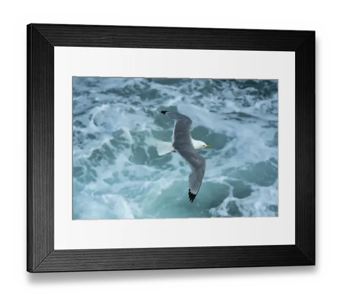 Framed Print : Kittiwake (Rissa tridactyla) flying over sea. Great Saltee Island, Saltee Islands Framed Print : Kittiwake (Rissa tridactyla) flying over sea. Great Saltee Island, Saltee Islands
