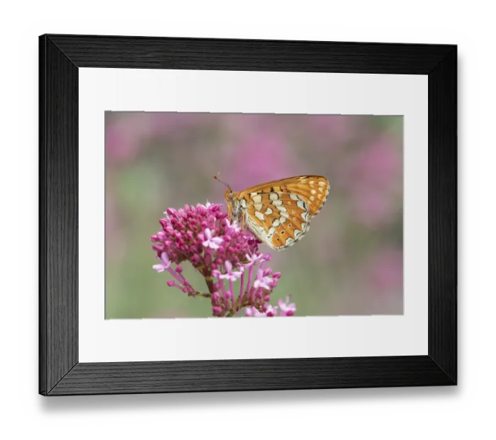 Framed Print : Marsh fritillary (Euphydryas aurinia) on pink flower. South of Casteil, Pyrenees Orientales Framed Print : Marsh fritillary (Euphydryas aurinia) on pink flower. South of Casteil, Pyrenees Orientales