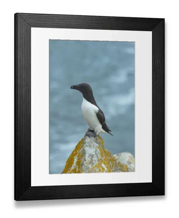 Framed Print : Razorbill (Alca torda) perched on lichen covered rock. Great Saltee Island, Saltee Islands Framed Print : Razorbill (Alca torda) perched on lichen covered rock. Great Saltee Island, Saltee Islands