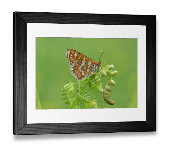 Framed Print : Marsh fritillary (Euphydryas aurinia) on fern. South of Casteil, Pyrenees Orientales Framed Print : Marsh fritillary (Euphydryas aurinia) on fern. South of Casteil, Pyrenees Orientales