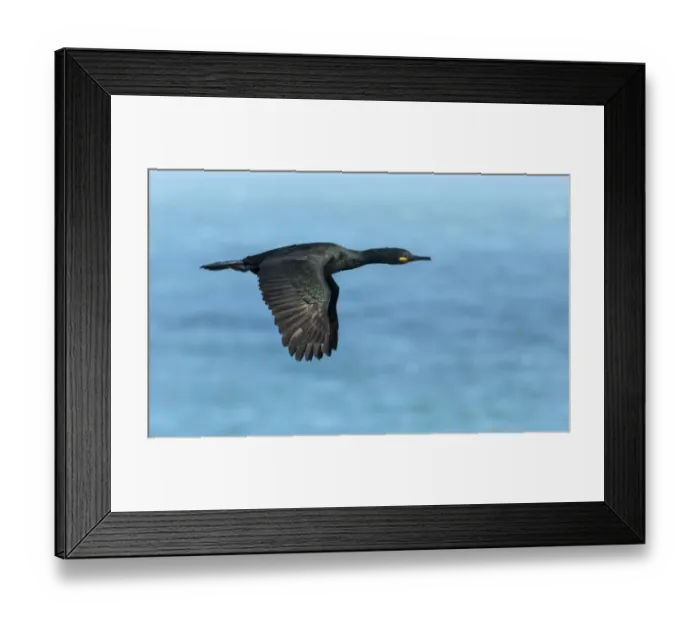 Framed Print : Shag (Phalacrocorax aristotelis) in flight over sea. Great Saltee Island, Saltee Islands Framed Print : Shag (Phalacrocorax aristotelis) in flight over sea. Great Saltee Island, Saltee Islands