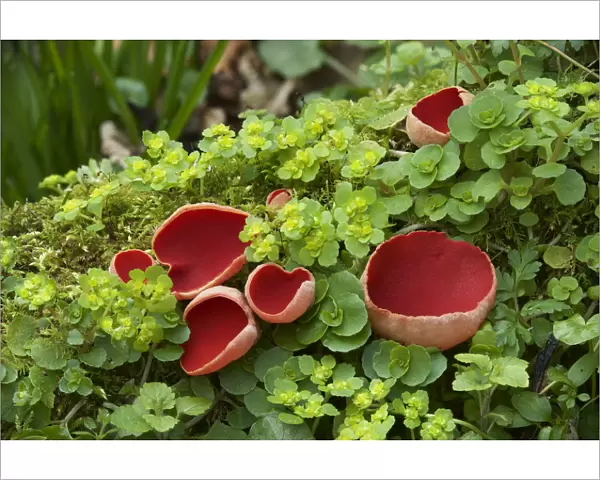 Scarlet elf cup fungus (Sarcoscypha coccinea) amongst Opposite-leaved golden-saxifrage