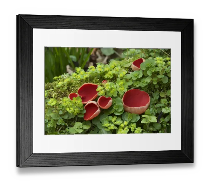 Framed Print : Scarlet elf cup fungus (Sarcoscypha coccinea) amongst Opposite-leaved golden-saxifrage Framed Print : Scarlet elf cup fungus (Sarcoscypha coccinea) amongst Opposite-leaved golden-saxifrage