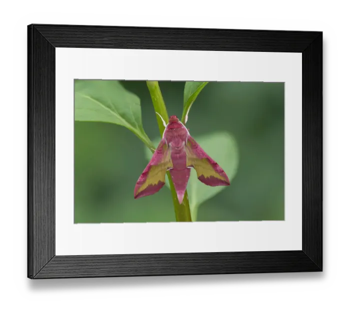 Framed Print : Small elephant hawk-moth (Deilephila porcellus) on stem. Captive, larvae collected previous year Framed Print : Small elephant hawk-moth (Deilephila porcellus) on stem. Captive, larvae collected previous year