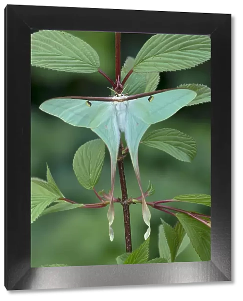 Chinese moon moth (Actias dubernardi, female at rest amongst leaves. Dayaoshan, Jinxin