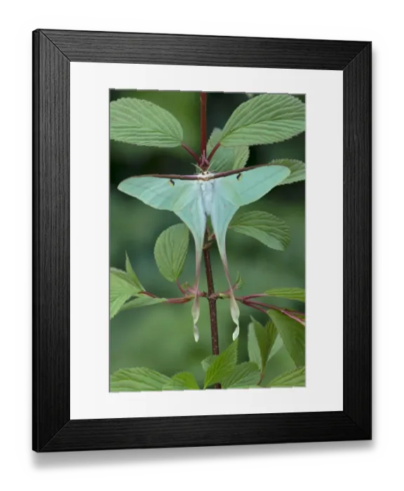 Framed Print : Chinese moon moth (Actias dubernardi, female at rest amongst leaves. Dayaoshan, Jinxin Framed Print : Chinese moon moth (Actias dubernardi, female at rest amongst leaves. Dayaoshan, Jinxin