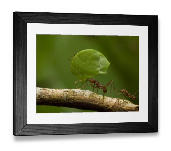 Framed Print : Leafcutter ant (Atta sp) carrying leaf along branch, Amazonian Rainforest, Yavari Valley Framed Print : Leafcutter ant (Atta sp) carrying leaf along branch, Amazonian Rainforest, Yavari Valley