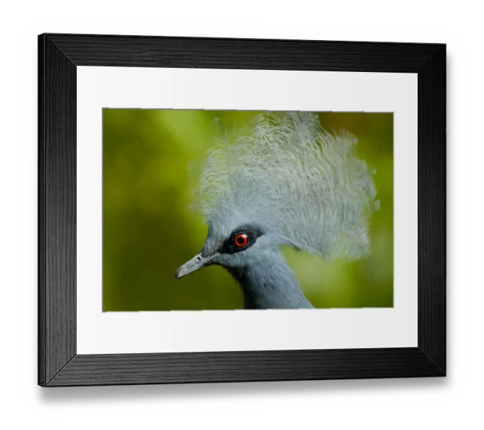 Framed Print : Victoria crowned pigeon (Goura victoria) head portrait, vulnerable species, captive Framed Print : Victoria crowned pigeon (Goura victoria) head portrait, vulnerable species, captive