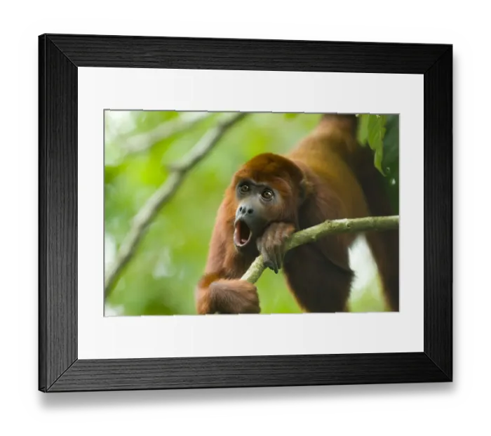 Framed Print : Red howler monkey (Alouatta seniculus) howling, captive, digitally modified Framed Print : Red howler monkey (Alouatta seniculus) howling, captive, digitally modified