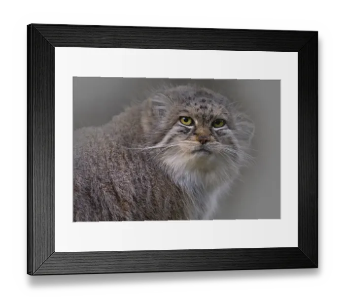 Framed Print : Pallas cat (Octolobus manul) captive Framed Print : Pallas cat (Octolobus manul) captive