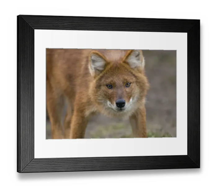 Framed Print : Dhole / Indian wild dog (Cuon alpinus) portrait, captive Framed Print : Dhole / Indian wild dog (Cuon alpinus) portrait, captive