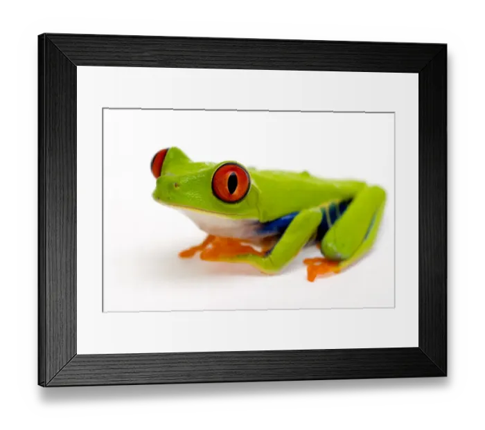 Framed Print : Red eyed tree frog (Agalychnis callidryas) Captive