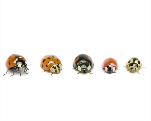 UK Ladybird species, native and invasive, from left to right: Seven-Spot (Coccinella 7-punctata)