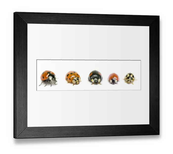 Framed Print : UK Ladybird species, native and invasive, from left to right: Seven-Spot (Coccinella 7-punctata) Framed Print : UK Ladybird species, native and invasive, from left to right: Seven-Spot (Coccinella 7-punctata)