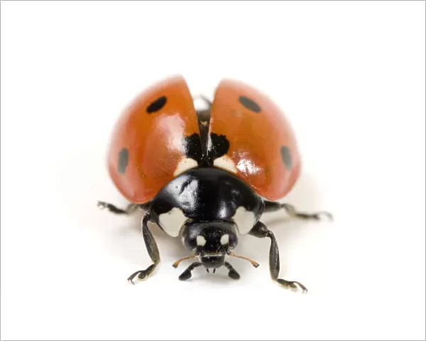 Seven-spot ladybird (Coccinella 7-punctata) with wing carapace raised