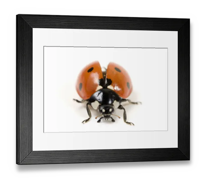 Framed Print : Seven-spot ladybird (Coccinella 7-punctata) with wing carapace raised Framed Print : Seven-spot ladybird (Coccinella 7-punctata) with wing carapace raised