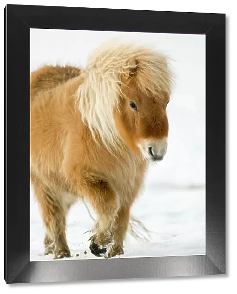 Minature Shetland Pony in snow, UK