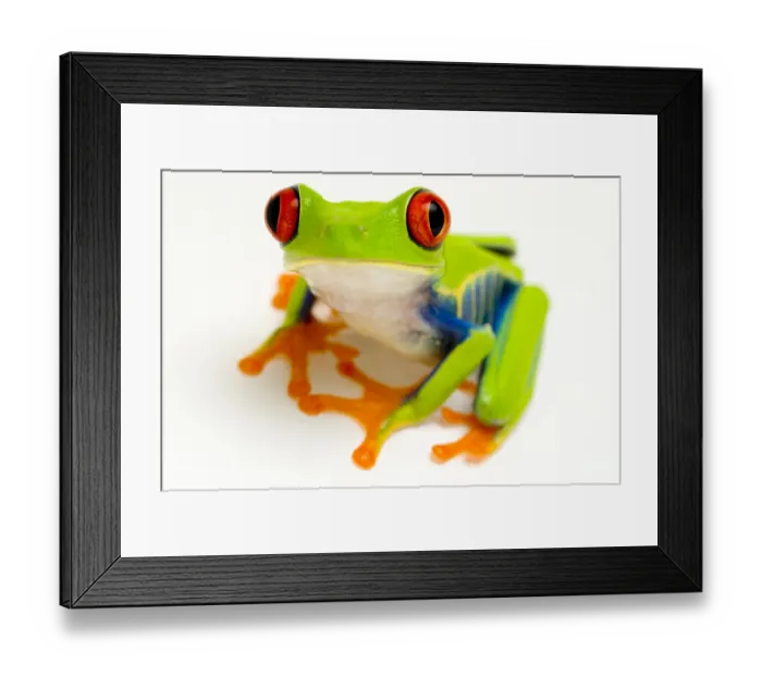 Framed Print : Red eyed tree frog (Agalychnis callidryas) portrait Captive Framed Print : Red eyed tree frog (Agalychnis callidryas) portrait Captive