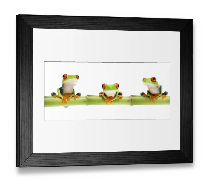 Framed Print : Red eyed tree frog (Agalychnis callidryas) sitting on bamboo, digital composite Captive Framed Print : Red eyed tree frog (Agalychnis callidryas) sitting on bamboo, digital composite Captive