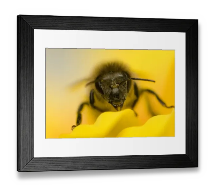 Framed Print : Close-up of Honey bee (Apis mellifera) on flower Framed Print : Close-up of Honey bee (Apis mellifera) on flower