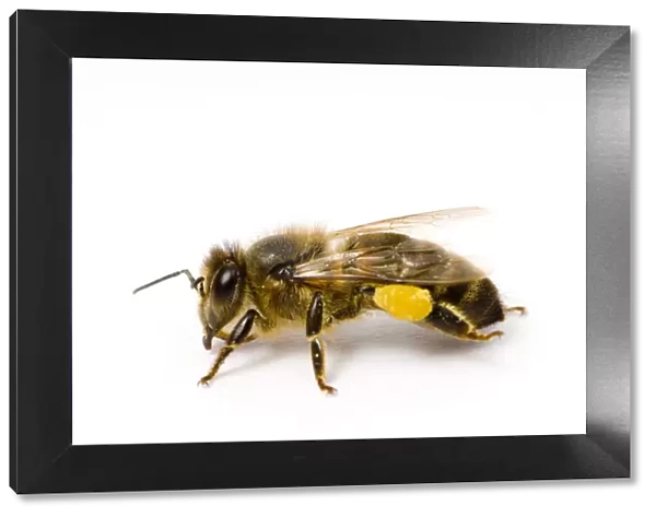 Worker Honey bee (Apis mellifera) with pollen sac on back leg