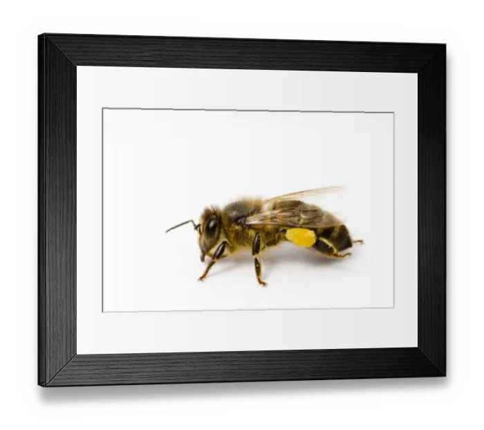 Framed Print : Worker Honey bee (Apis mellifera) with pollen sac on back leg
