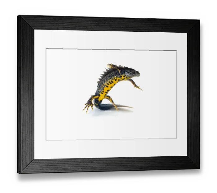 Framed Print : Great crested newt (Triturus cristatus) swimming Framed Print : Great crested newt (Triturus cristatus) swimming