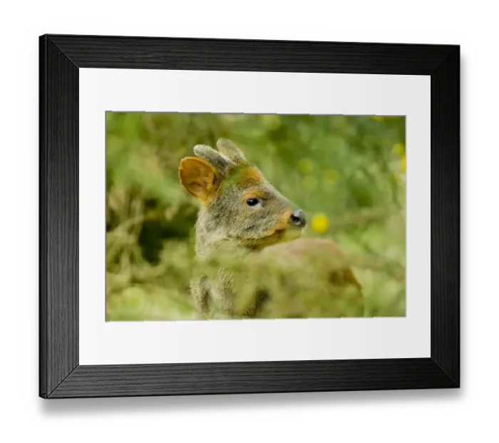 Framed Print : Southern pudu deer (Pudu puda) male, Peru, vulnerable species Framed Print : Southern pudu deer (Pudu puda) male, Peru, vulnerable species