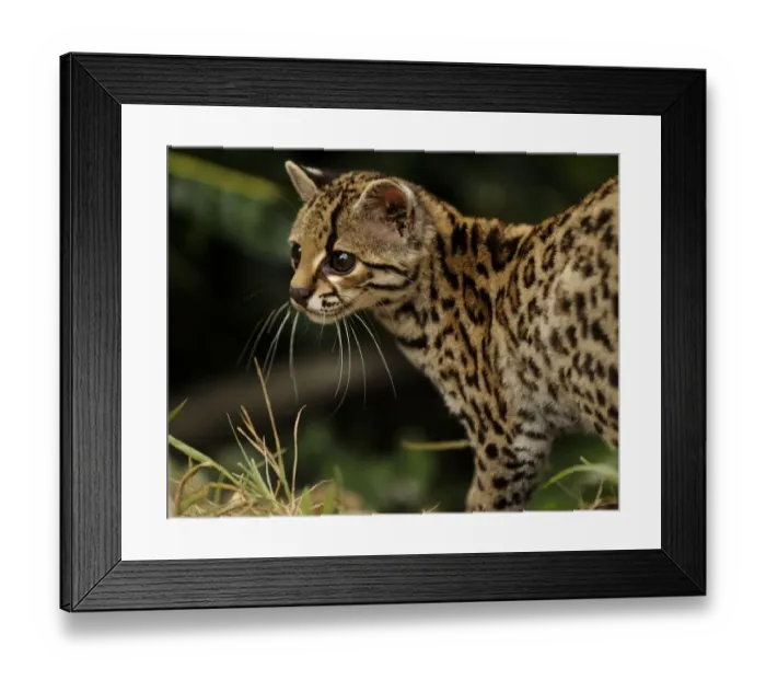 Framed Print : Margay (Leopardus wiedii) portrait, semi-free-ranging, Peruvian Amazon, Peru Framed Print : Margay (Leopardus wiedii) portrait, semi-free-ranging, Peruvian Amazon, Peru