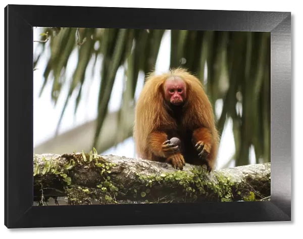 Peruvian red uakari monkey (Cacajao calvus ucayalii) eating aguaje palm fruits (Mauritia