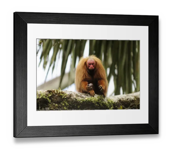 Framed Print : Peruvian red uakari monkey (Cacajao calvus ucayalii) eating aguaje palm fruits (Mauritia Framed Print : Peruvian red uakari monkey (Cacajao calvus ucayalii) eating aguaje palm fruits (Mauritia