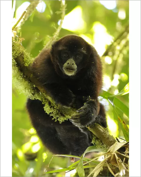 Yellow-tailed woolly monkey (Oreonax  /  Lagothrix flavicauda) hanging onto branch