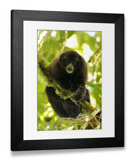Framed Print : Yellow-tailed woolly monkey (Oreonax / Lagothrix flavicauda) hanging onto branch Framed Print : Yellow-tailed woolly monkey (Oreonax / Lagothrix flavicauda) hanging onto branch