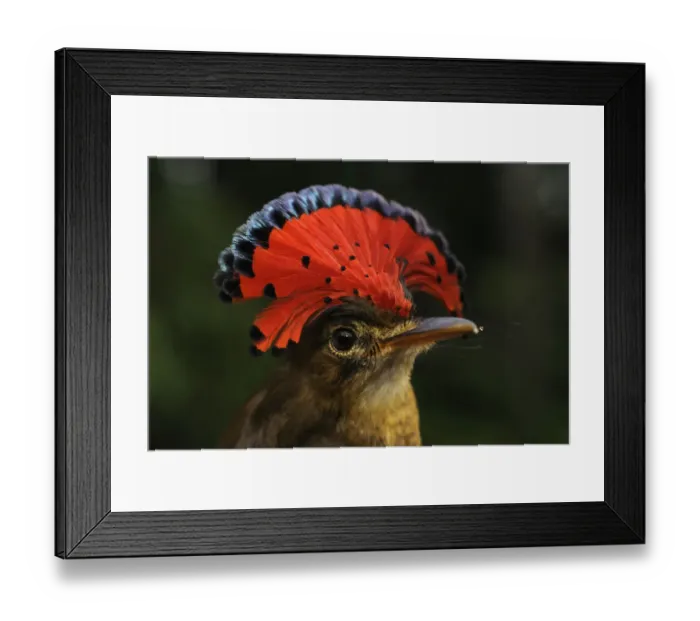 Framed Print : Royal flycatcher (Onychorhynchus coronatus) with crest raised, Yavari River, Peru Framed Print : Royal flycatcher (Onychorhynchus coronatus) with crest raised, Yavari River, Peru