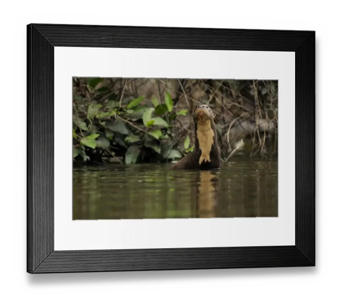 Framed Print : Giant river otter (Pteronura brasiliensis) in Yavari River, wild, Amazonian rainforest Framed Print : Giant river otter (Pteronura brasiliensis) in Yavari River, wild, Amazonian rainforest