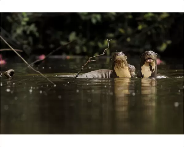 Giant river otter (Pteronura brasiliensis) pair in Yavari River, wild, Amazonian rainforest