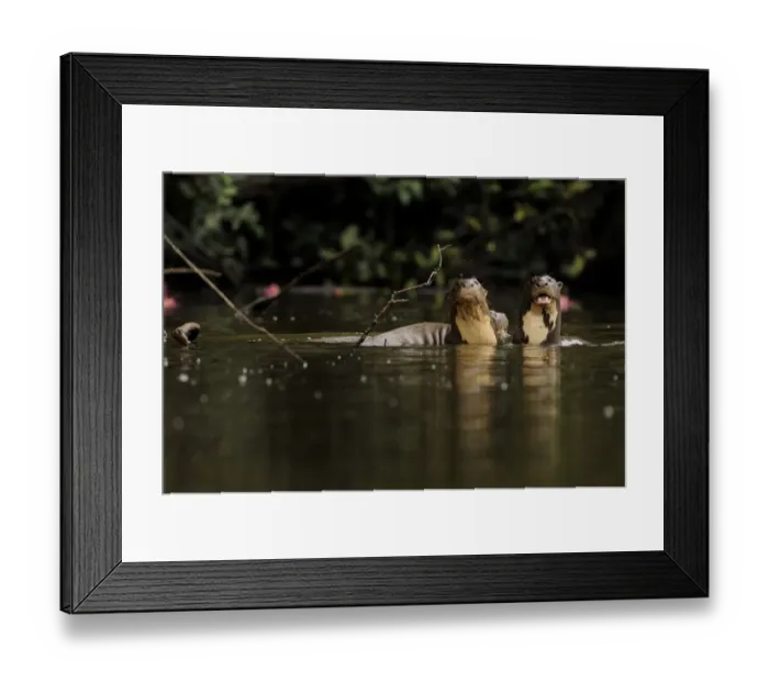 Framed Print : Giant river otter (Pteronura brasiliensis) pair in Yavari River, wild, Amazonian rainforest Framed Print : Giant river otter (Pteronura brasiliensis) pair in Yavari River, wild, Amazonian rainforest