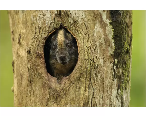 Yellow-crowned brush-tailed rat  /  Cono-cono {Isothrix bistriata} in tree hollow, Yavari River