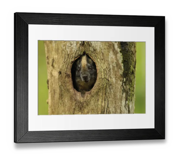 Framed Print : Yellow-crowned brush-tailed rat / Cono-cono {Isothrix bistriata} in tree hollow, Yavari River Framed Print : Yellow-crowned brush-tailed rat / Cono-cono {Isothrix bistriata} in tree hollow, Yavari River