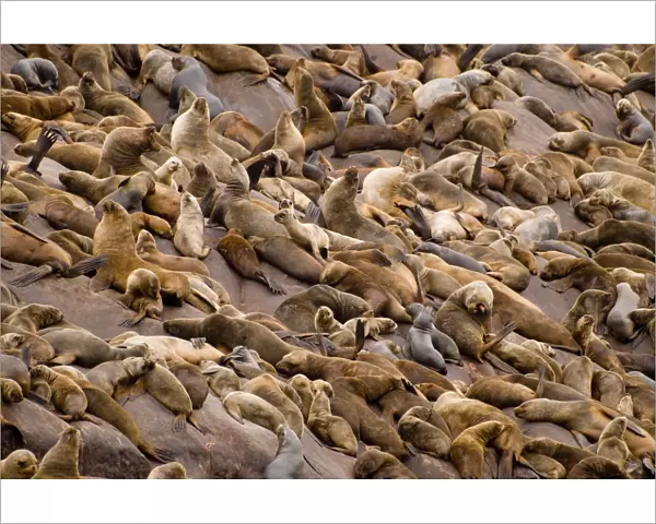 Large colony of South american sealions (Otaria flavescens byronia) on rocks, Palomino Islands